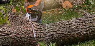 Best Tree Removal  in Skidmore, TX