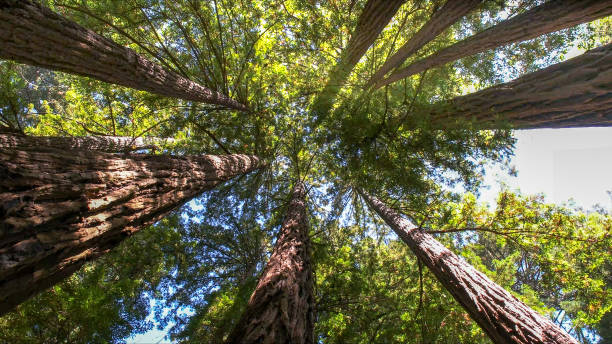How Our Tree Care Process Works  in  Skidmore, TX