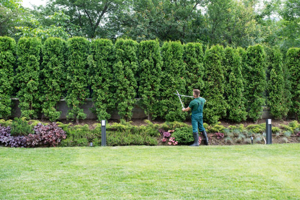 Trusted Skidmore, TX Tree Services Experts
