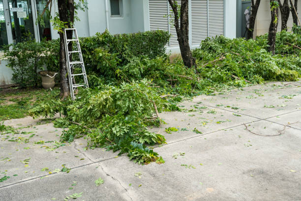 Trusted Skidmore, TX Tree Services Experts