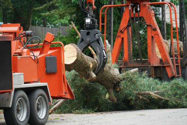 Best Stump Grinding and Removal  in Skidmore, TX