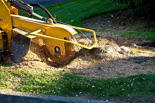 Best Lawn Grading and Leveling  in Skidmore, TX