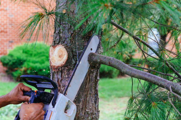 How Our Tree Care Process Works  in  Skidmore, TX